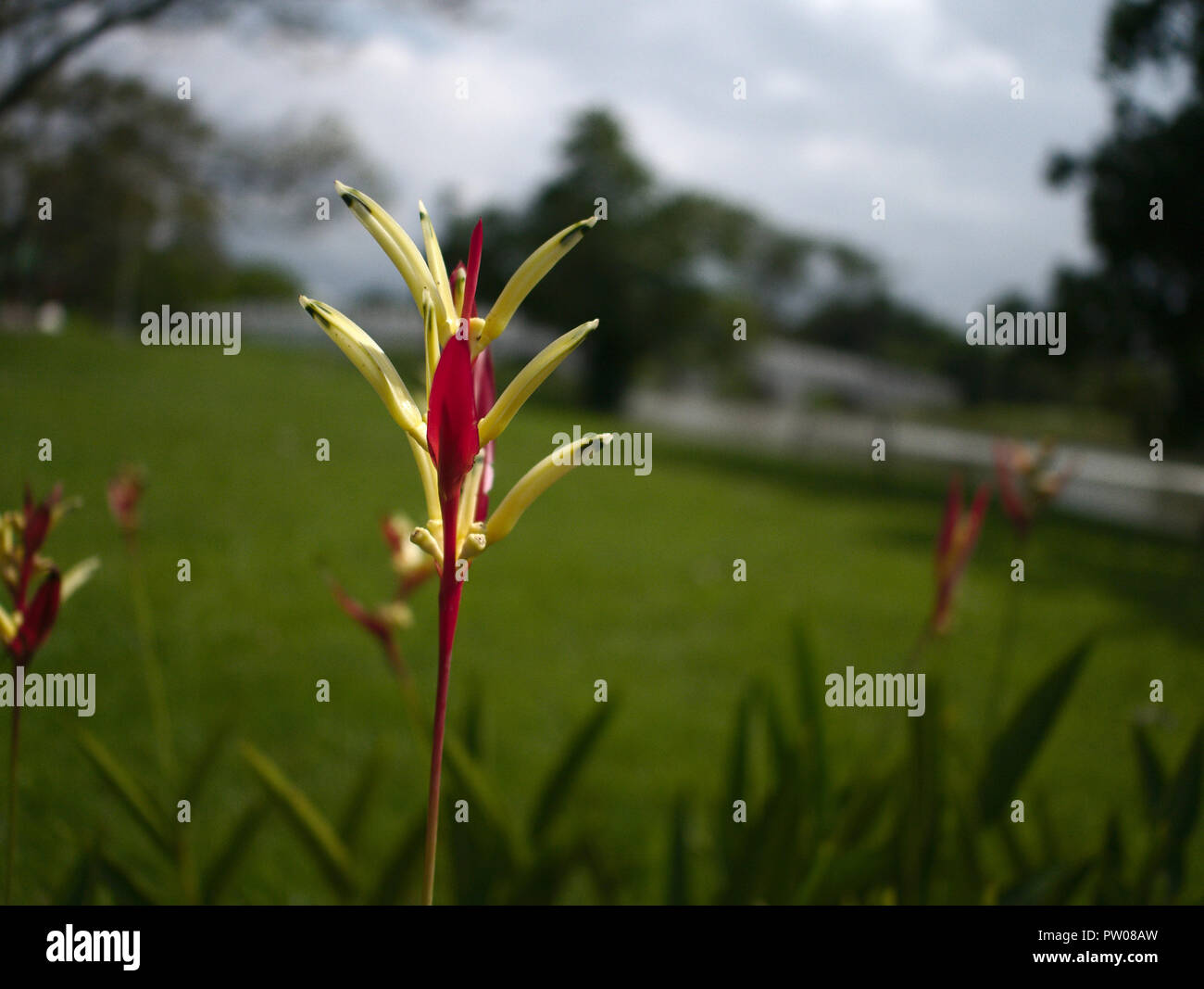 Common wild ginger hi-res stock photography and images - Alamy