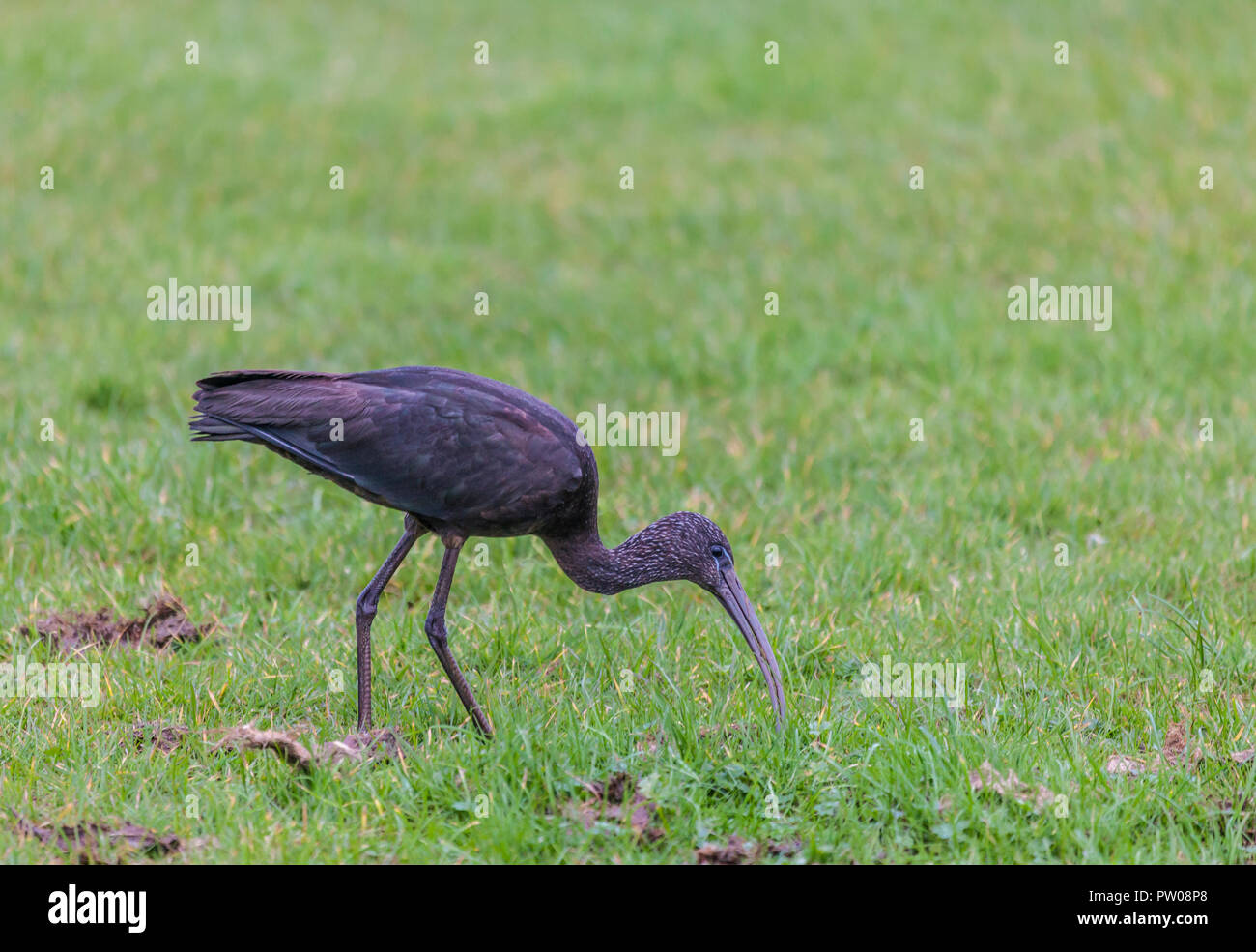 A Glossy Ibis, Plegadis falcinellus, probing for food among grass in North Ayrshire, Scotland, UK, where this species is a rare bird. Stock Photo