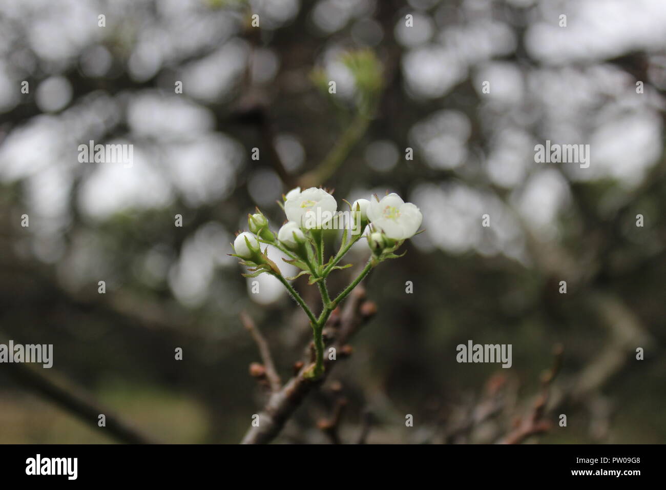 white flower on tree Stock Photo