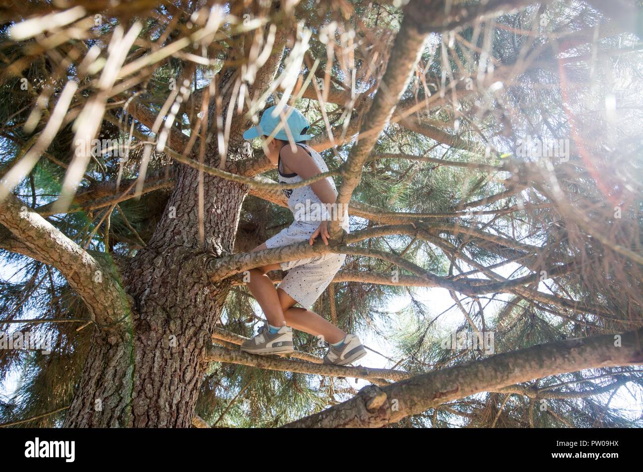 Young boy climbing a tree. Stock Photo