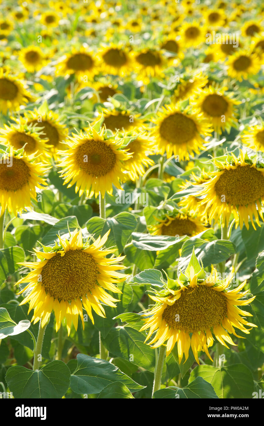 Summertime in the French countryside. A field of bright yellow Sunflowers, Helianthus Anuus, growing in the Vercors region of La Drôme. Rural France. Stock Photo