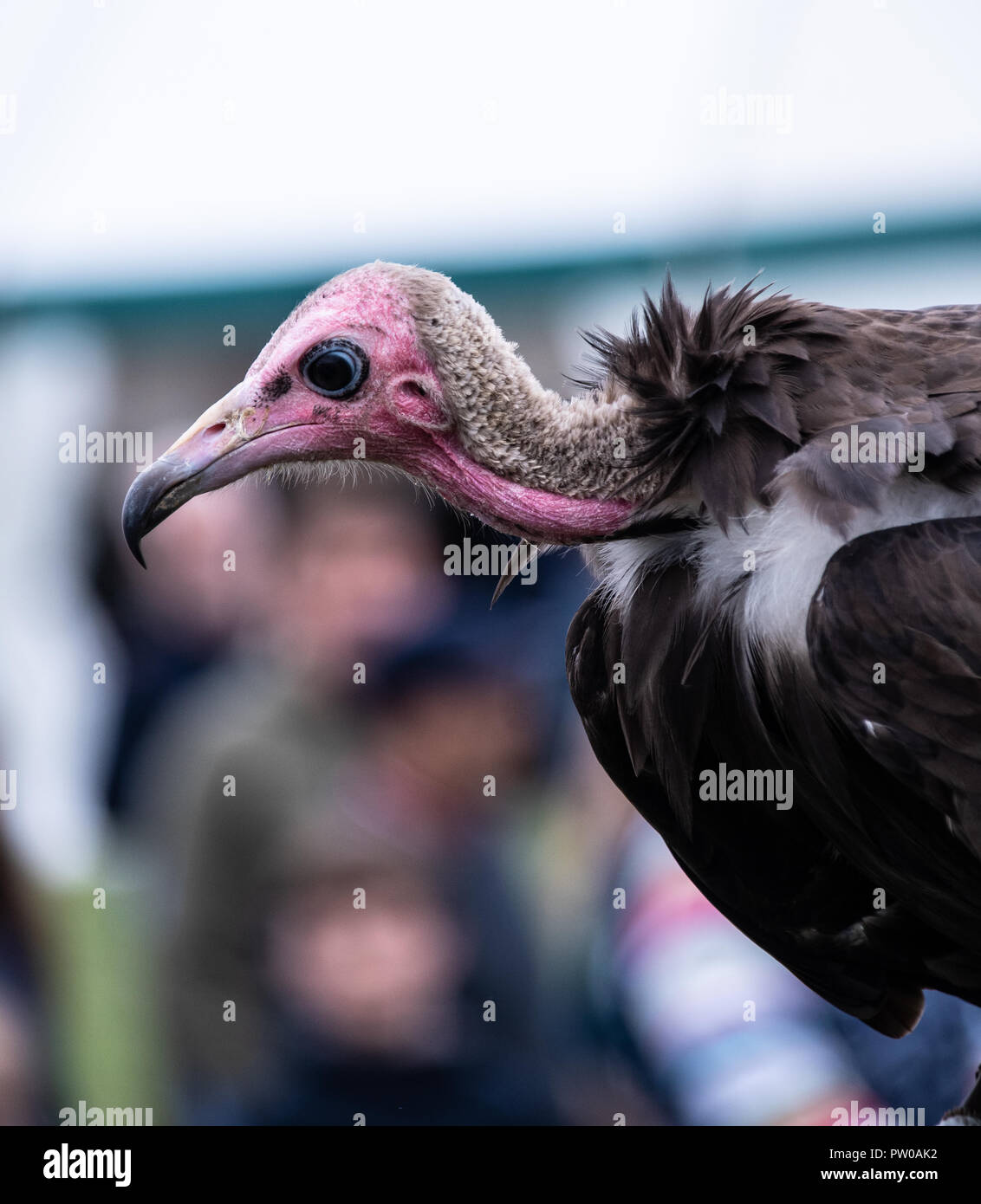 The face and neck of a African Hooded Vulture during a falconry display ...