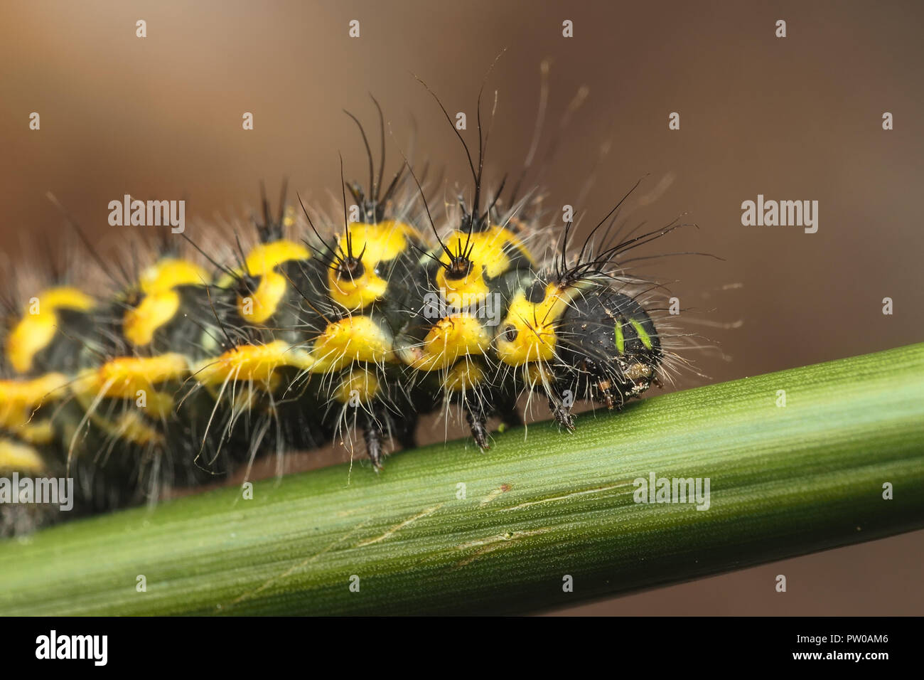 Close up of Emperor moth third instar caterpillar (Saturnia pavonia). Tipperary, Ireland Stock Photo