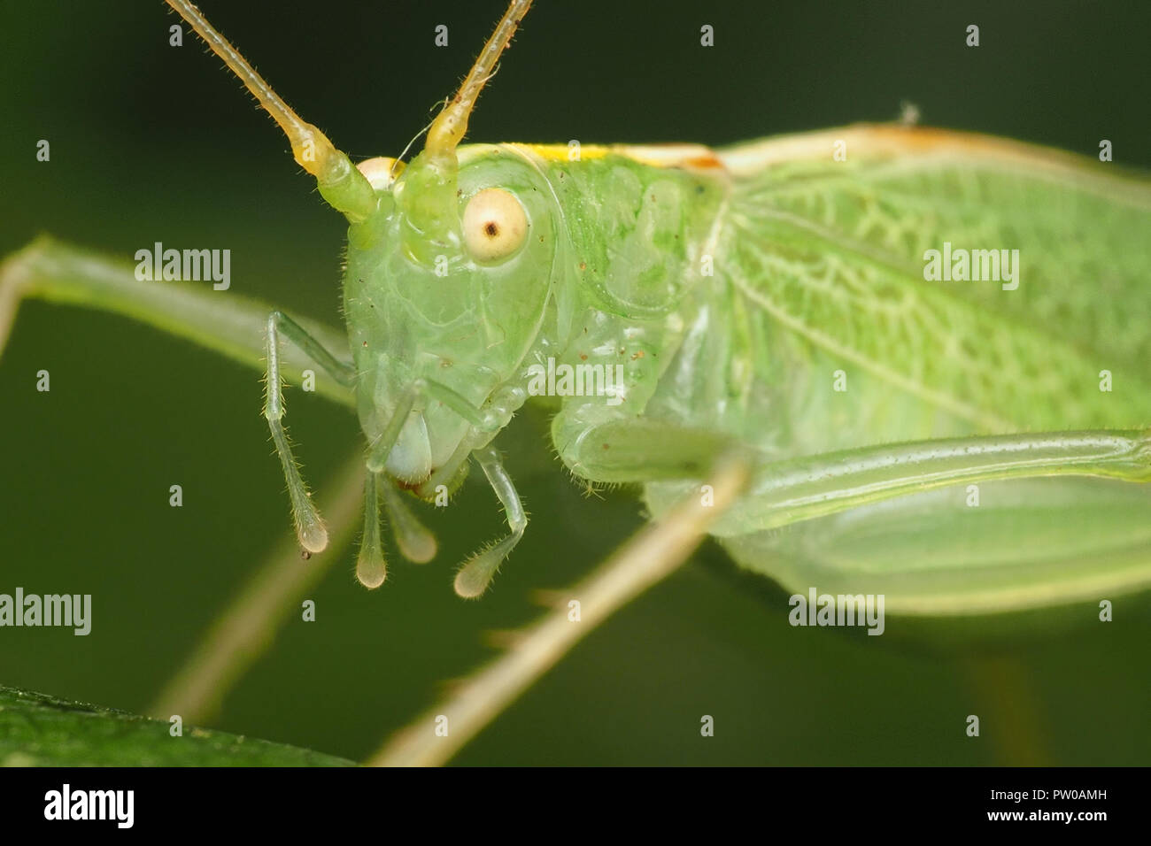 Close up of female Oak Bush Cricket (Meconema thalassinum) . Tipperary, Ireland Stock Photo