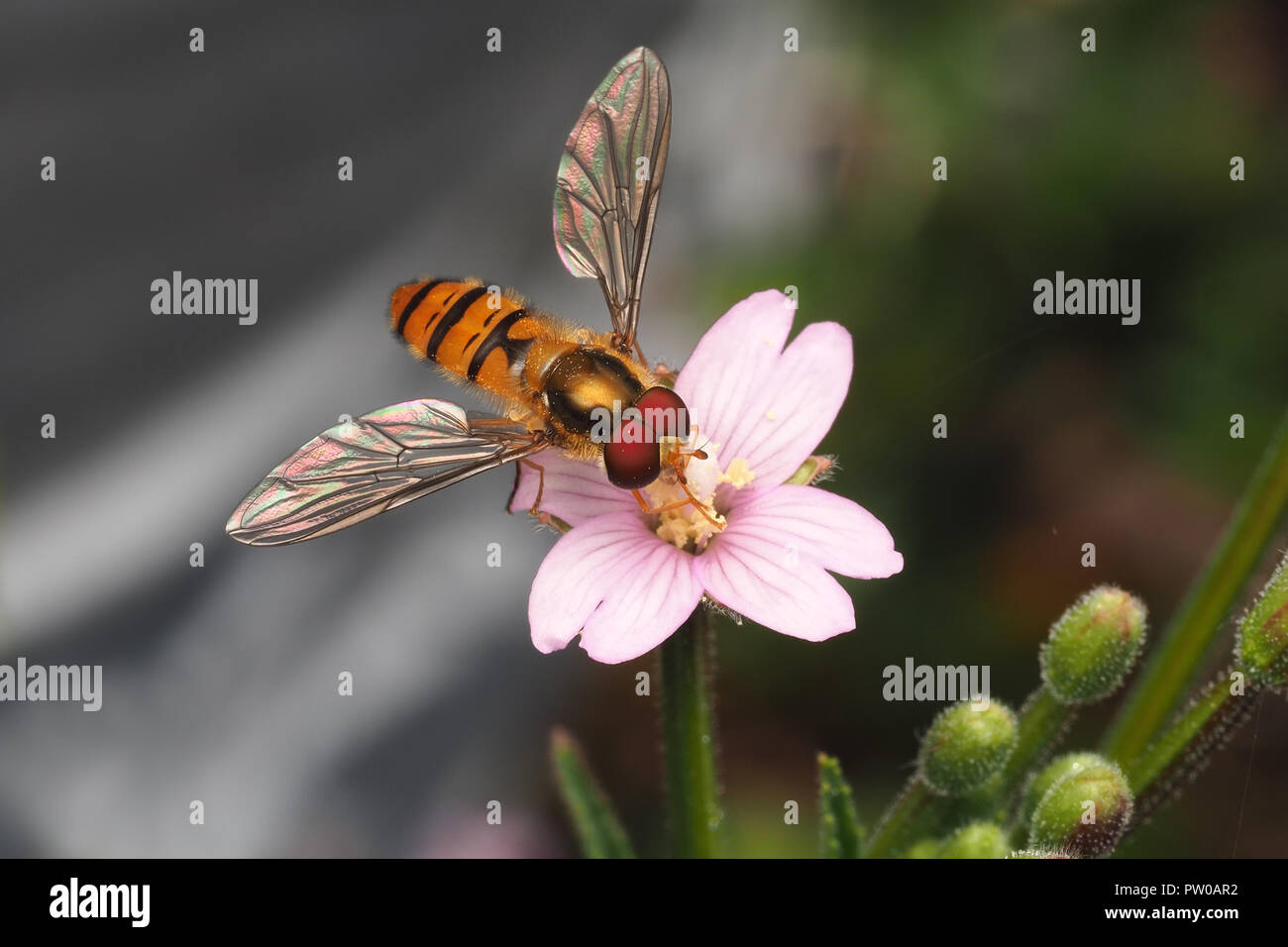 Episyrphus balteatus hoverfly feeding on flower. Tipperary, Ireland Stock Photo
