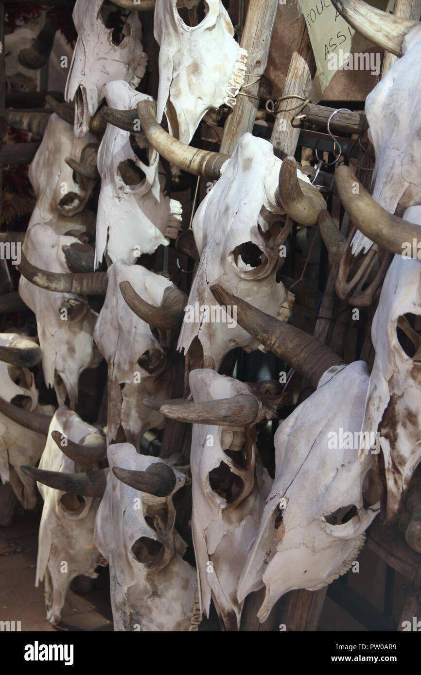 Cattle Skulls Stock Photo
