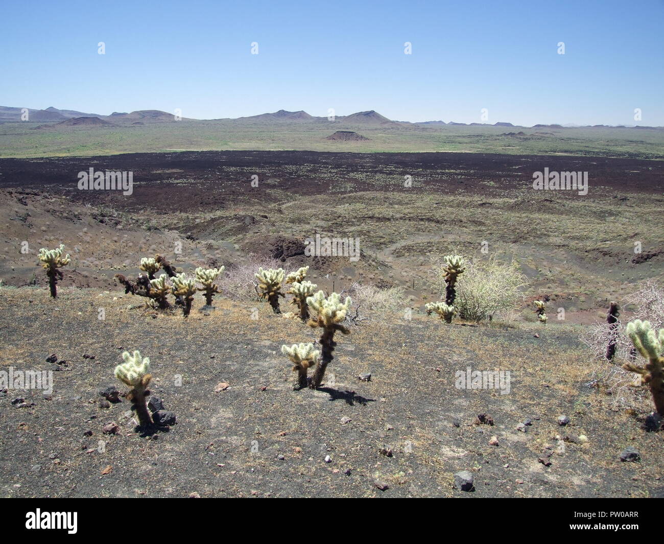 Desert cacti - cholla Stock Photo