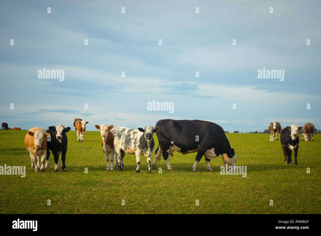 Cows grazing on lush green farmland in summer Stock Photo - Alamy