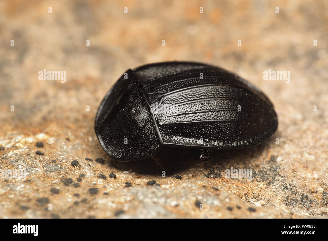 Snail Beetle (Silpha atrata) at rest on the ground. Tipperary, Ireland
