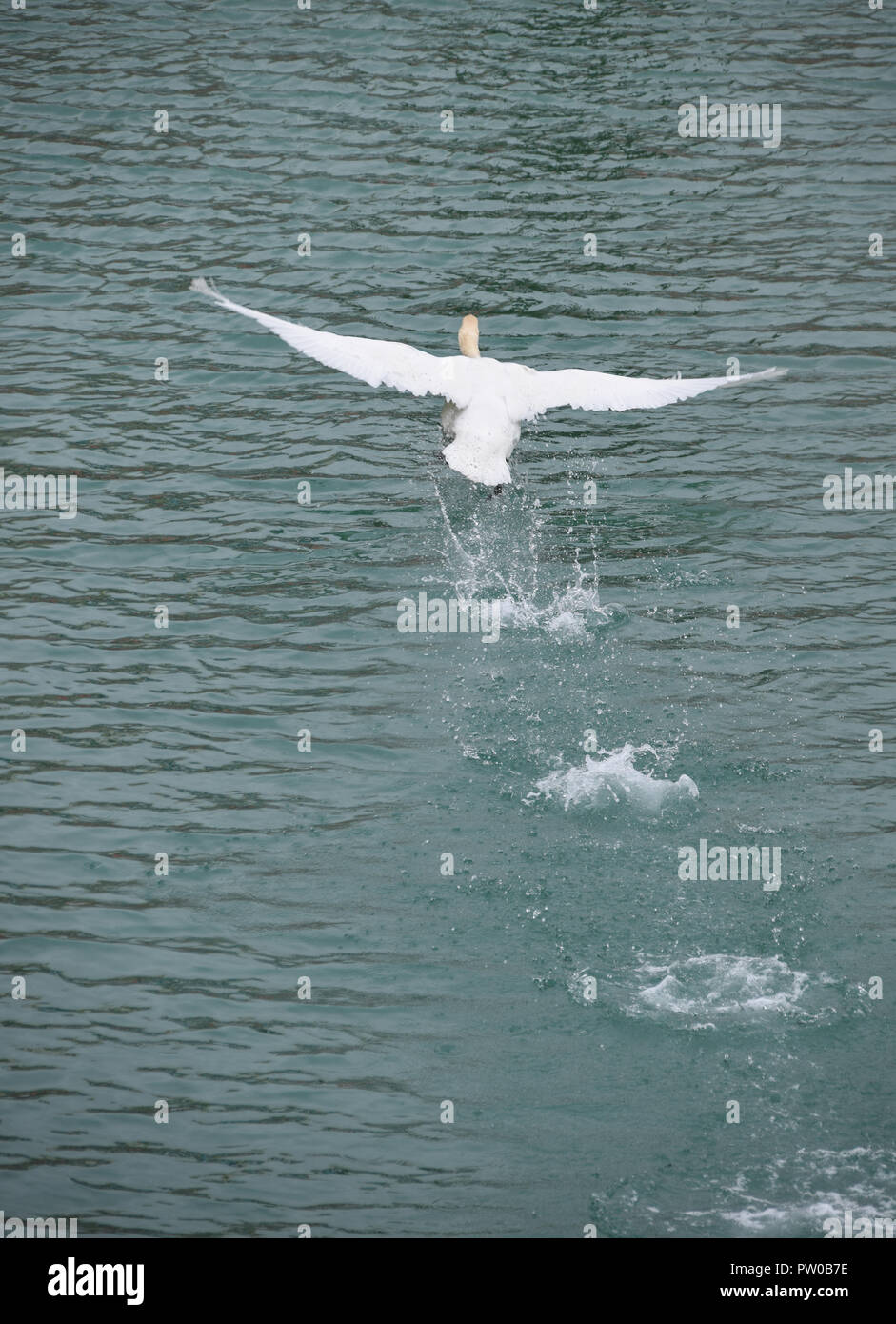 A Mute Swan landing on a lake Stock Photo Alamy