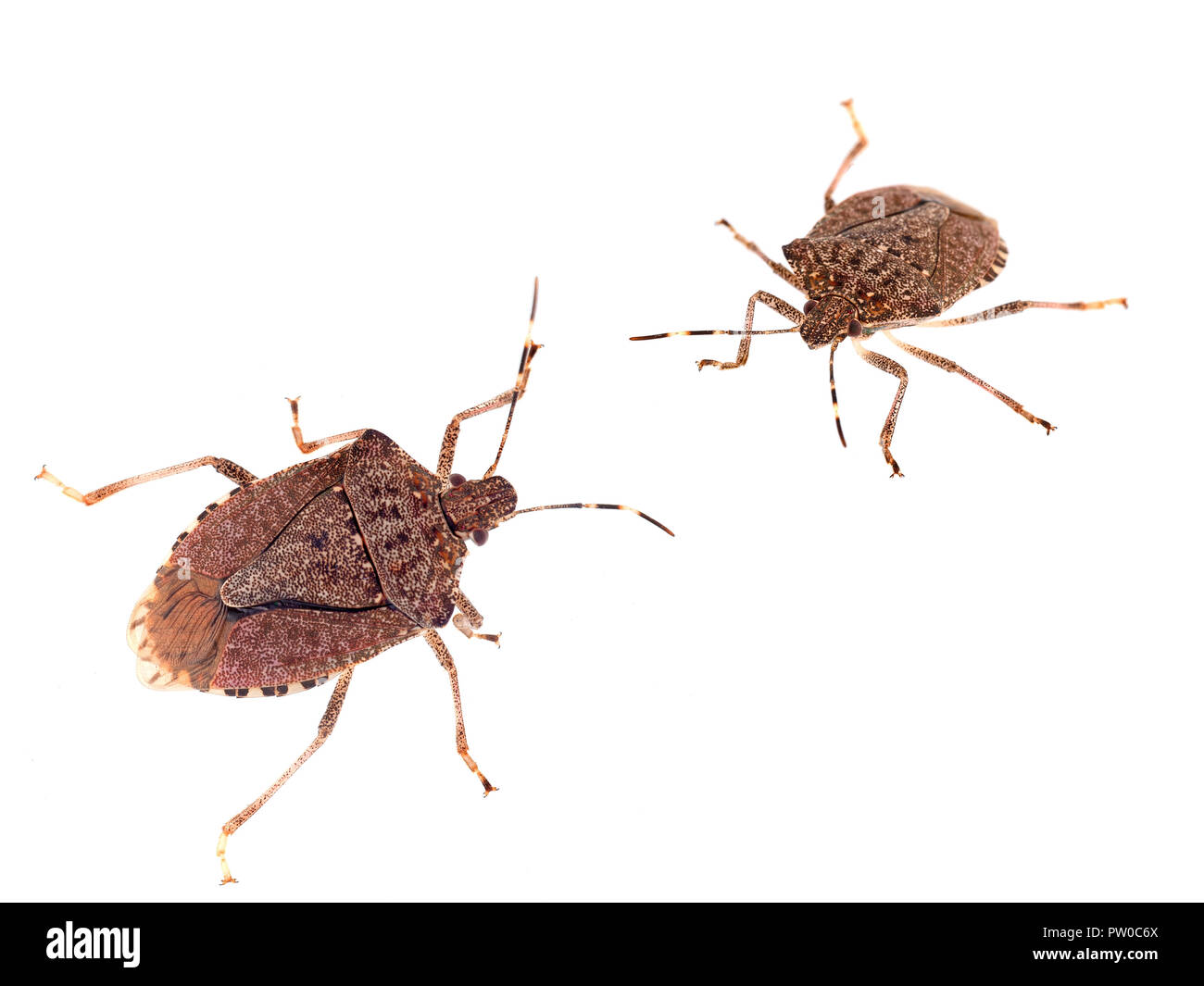 Brown marmorated stink bugs Halyomorpha halys, an invasive species from Asia. On white background. Stock Photo