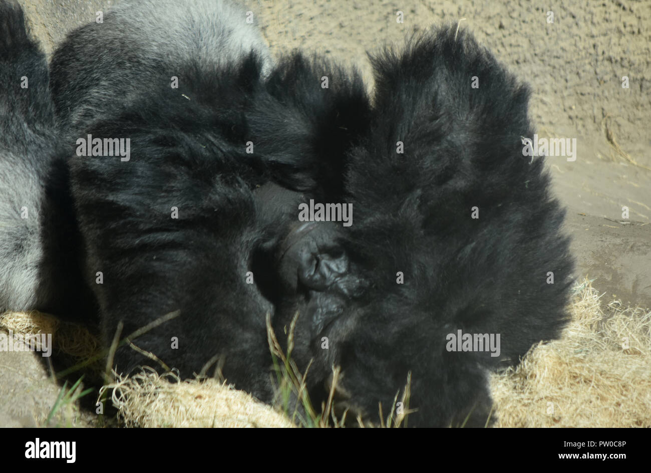 Fully grown silverback gorilla with arms raised over its head Stock