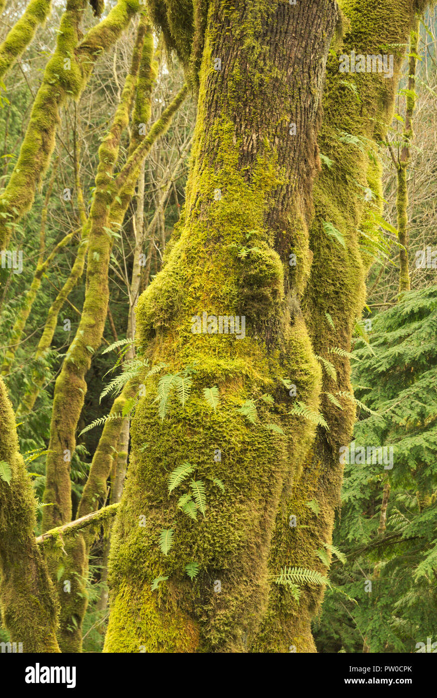 Mossy Trees in a Temperate Rain Forest, Stave Lake, BC, Canada Stock Photo