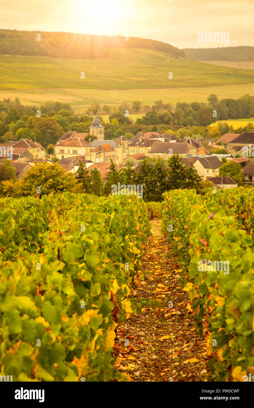 Sunny vineyards above the village of Meurville, Aube, Champagne-Ardenne, France Stock Photo