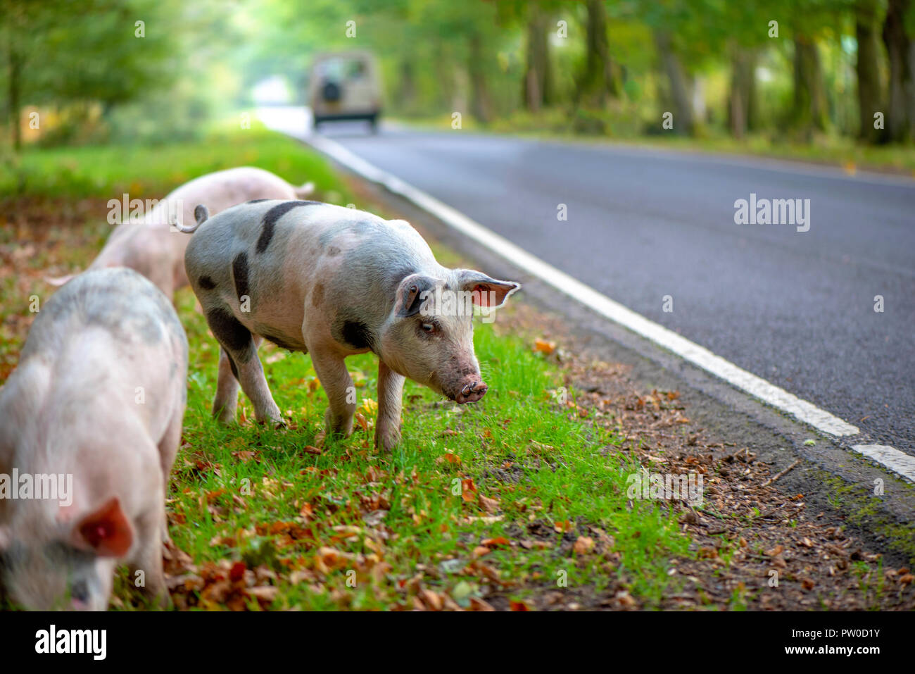 Pigs released into the New Forest National park to eat Acorns which are