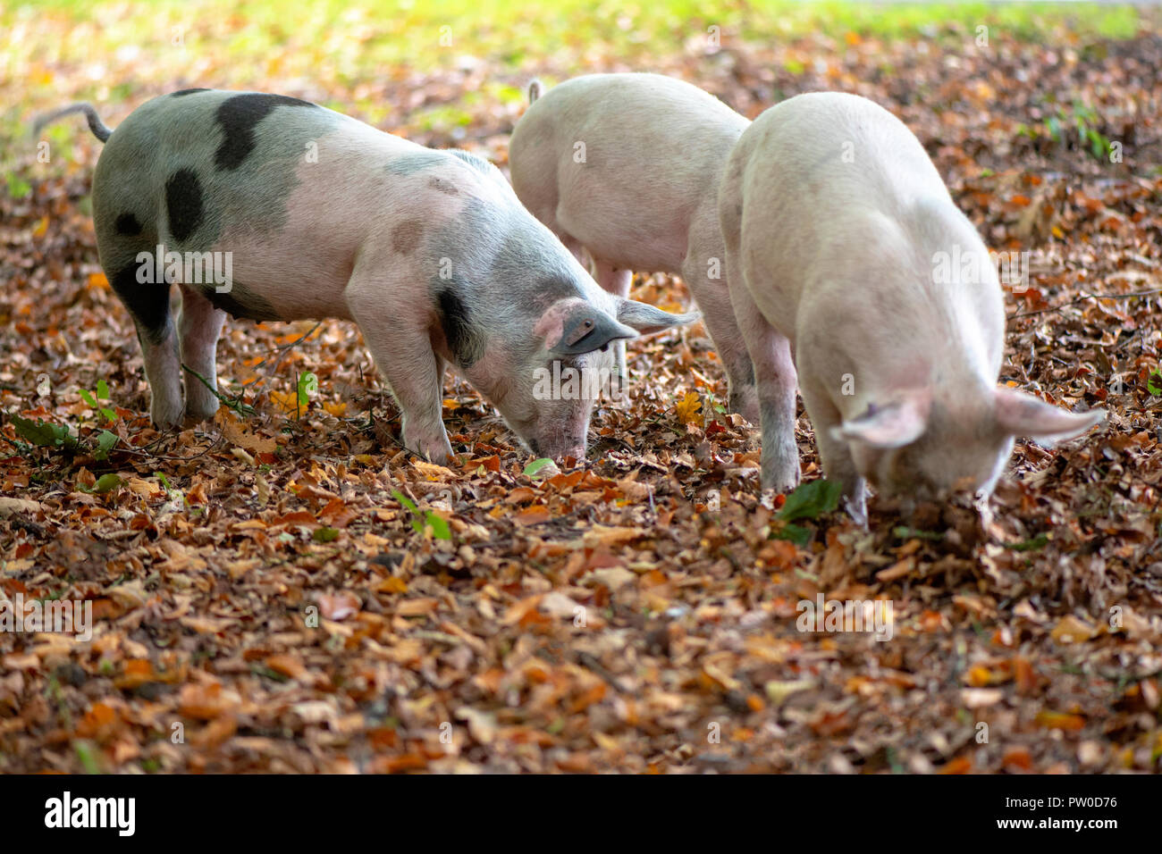Pigs released into the New Forest National park to eat Acorns which are
