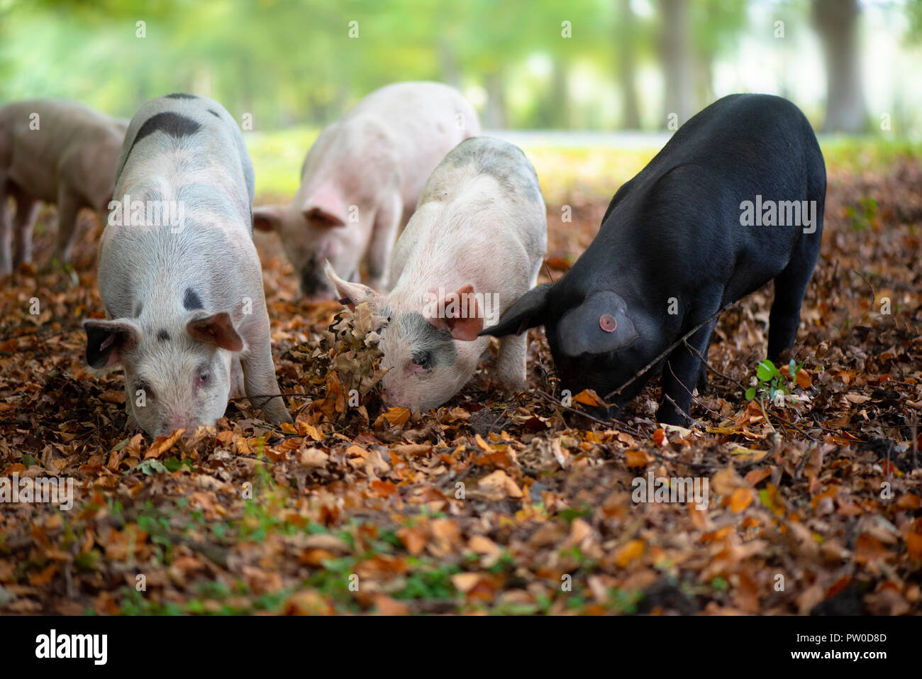 Pigs released into the New Forest National park to eat Acorns which are