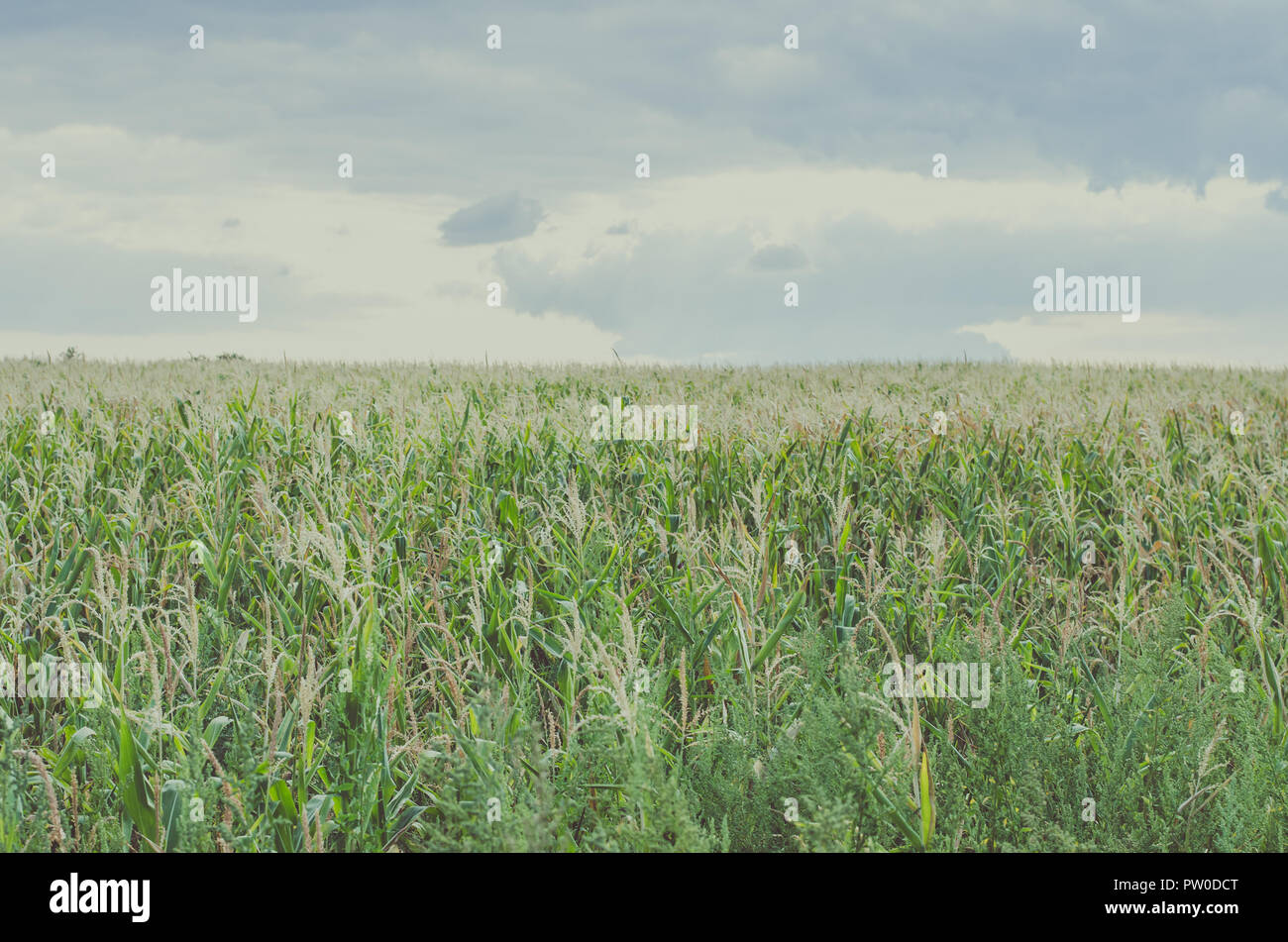 green corn field and blue sky landscape Stock Photo - Alamy