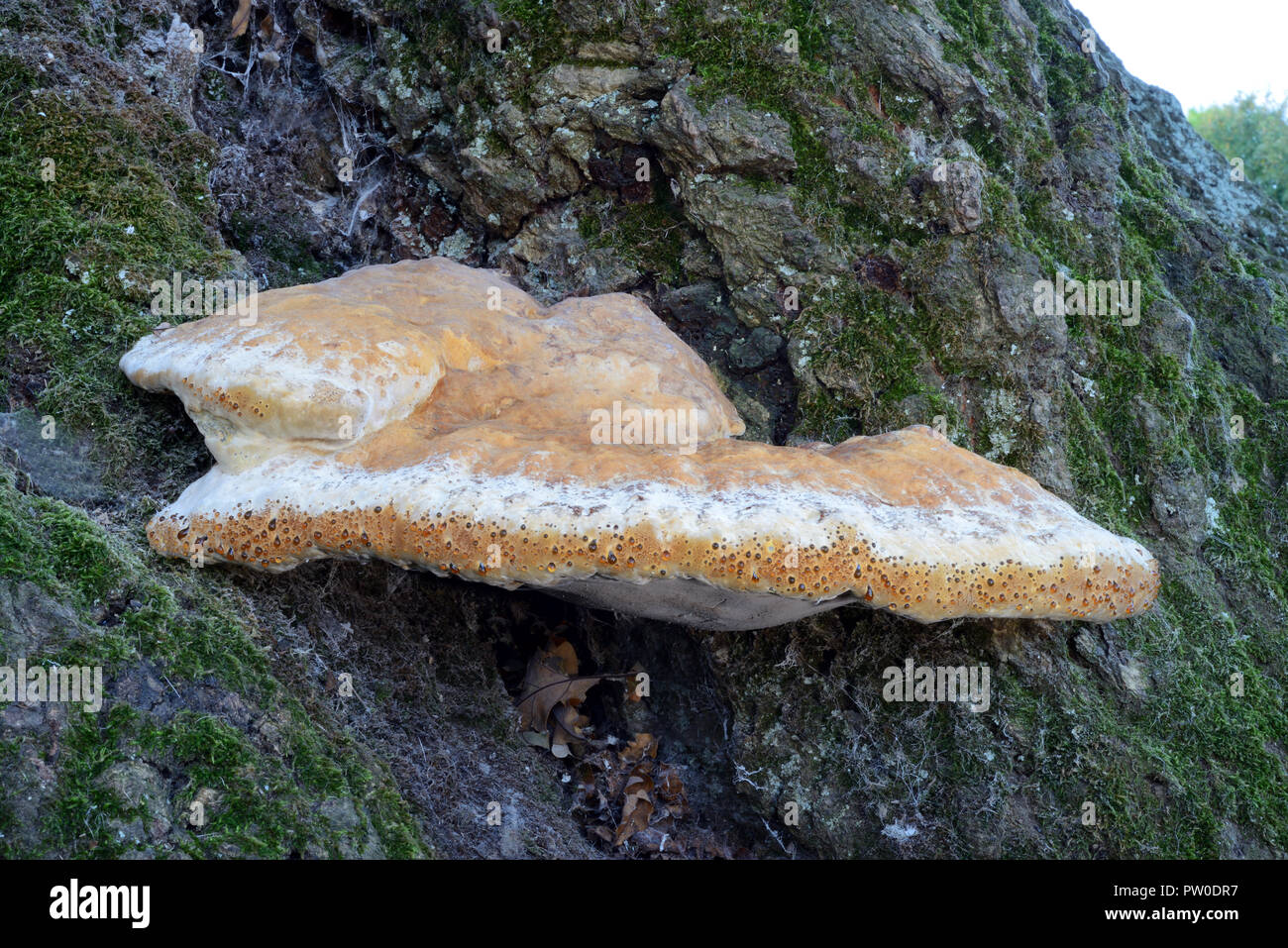 Inonotus dryadeus (oak bracket) is mostly found at the base of oak trees. It is parasitic fungus and causes a condition known as white rot. Stock Photo