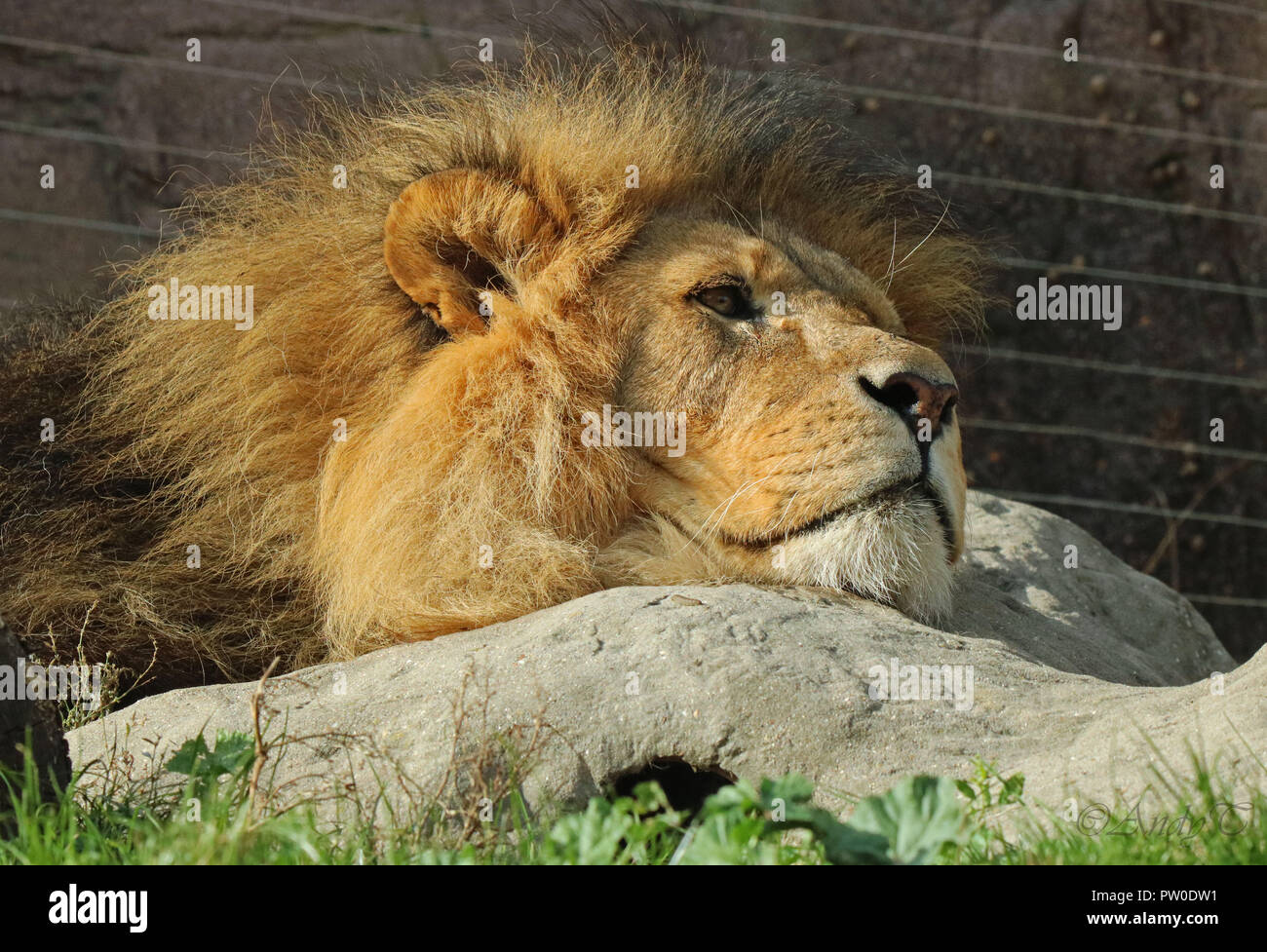 Relaxing lion hi-res stock photography and images - Alamy