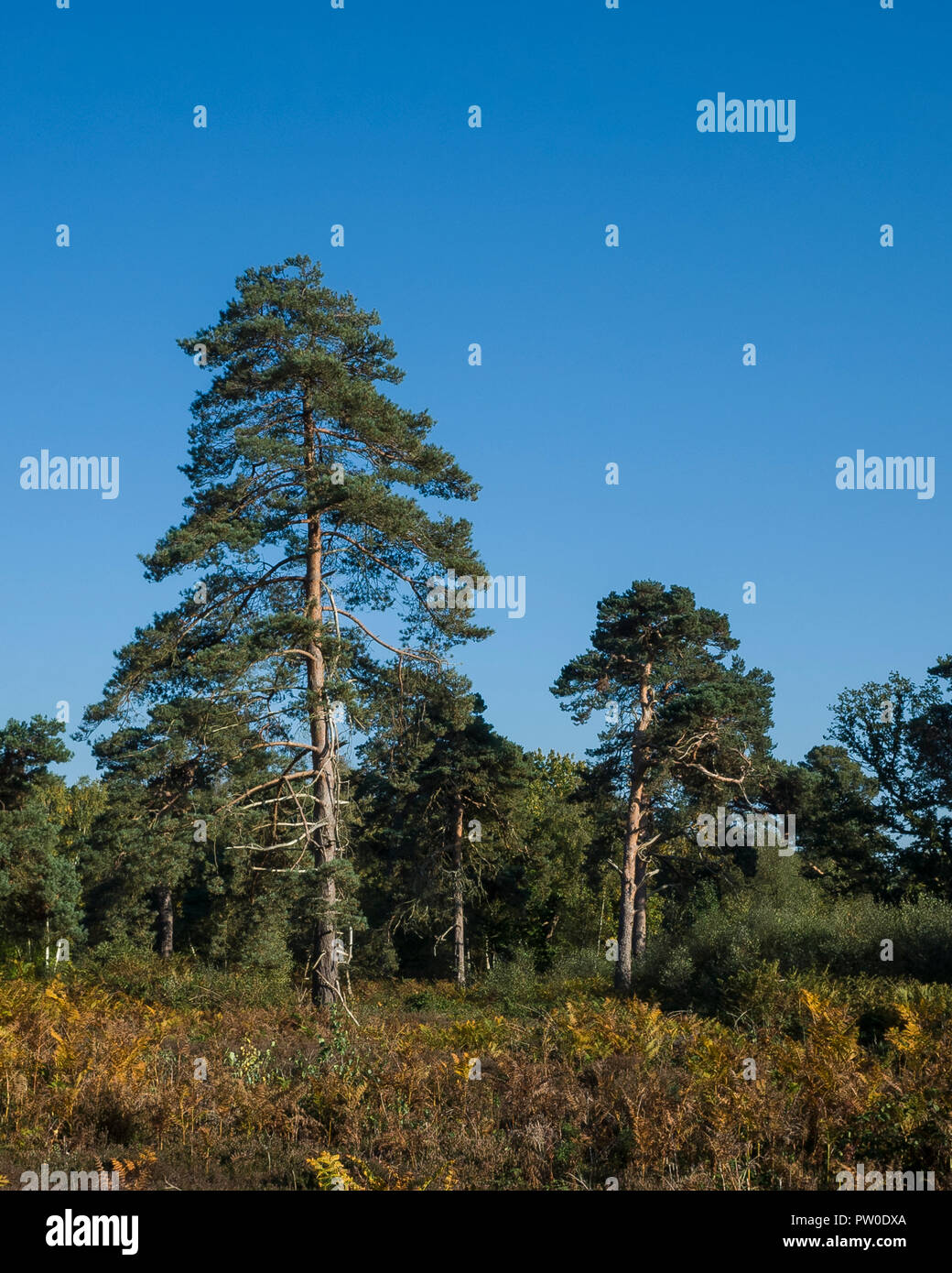Common weeds uk hi-res stock photography and images - Alamy