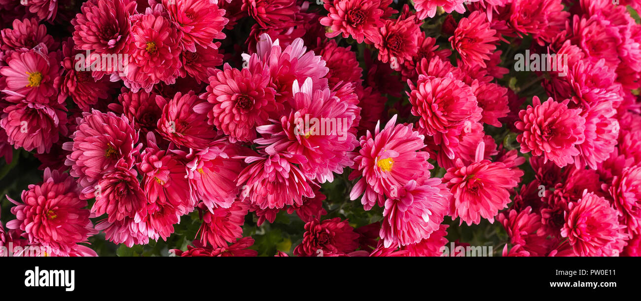 red holiday flowers