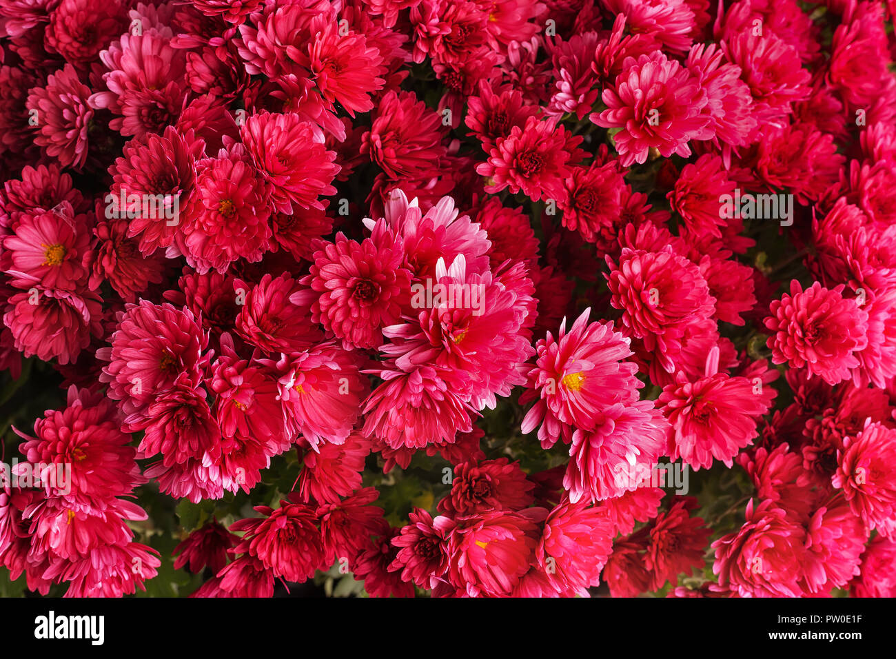 red holiday flowers