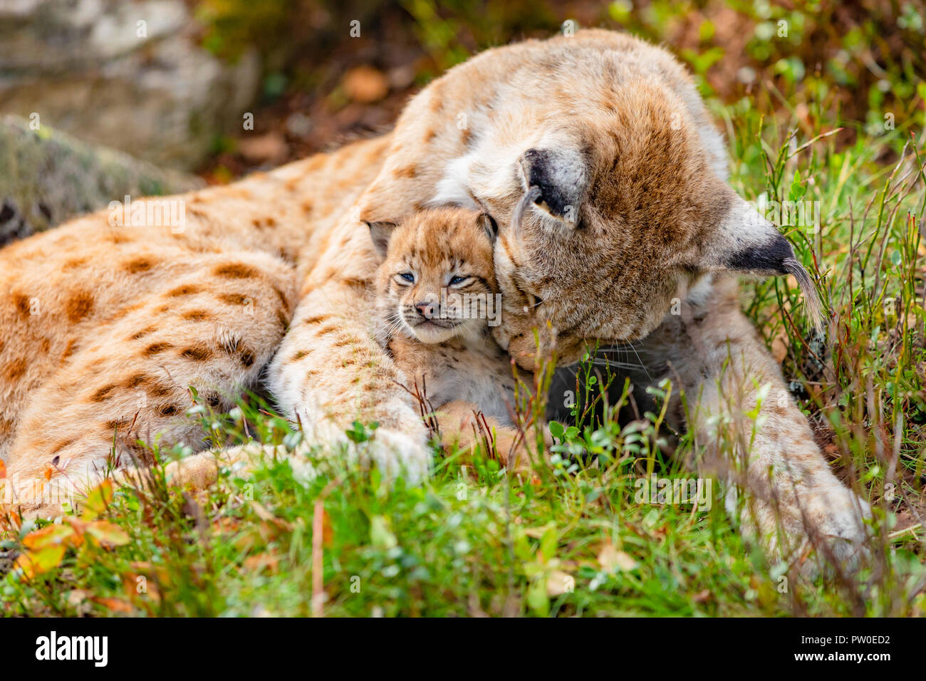 Caring lynx mother and her cute young cub in the grass Stock Photo