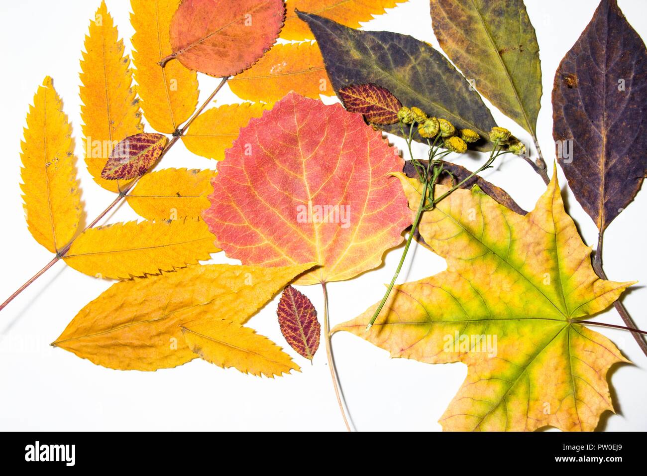Variety crafts hi-res stock photography and images - Alamy