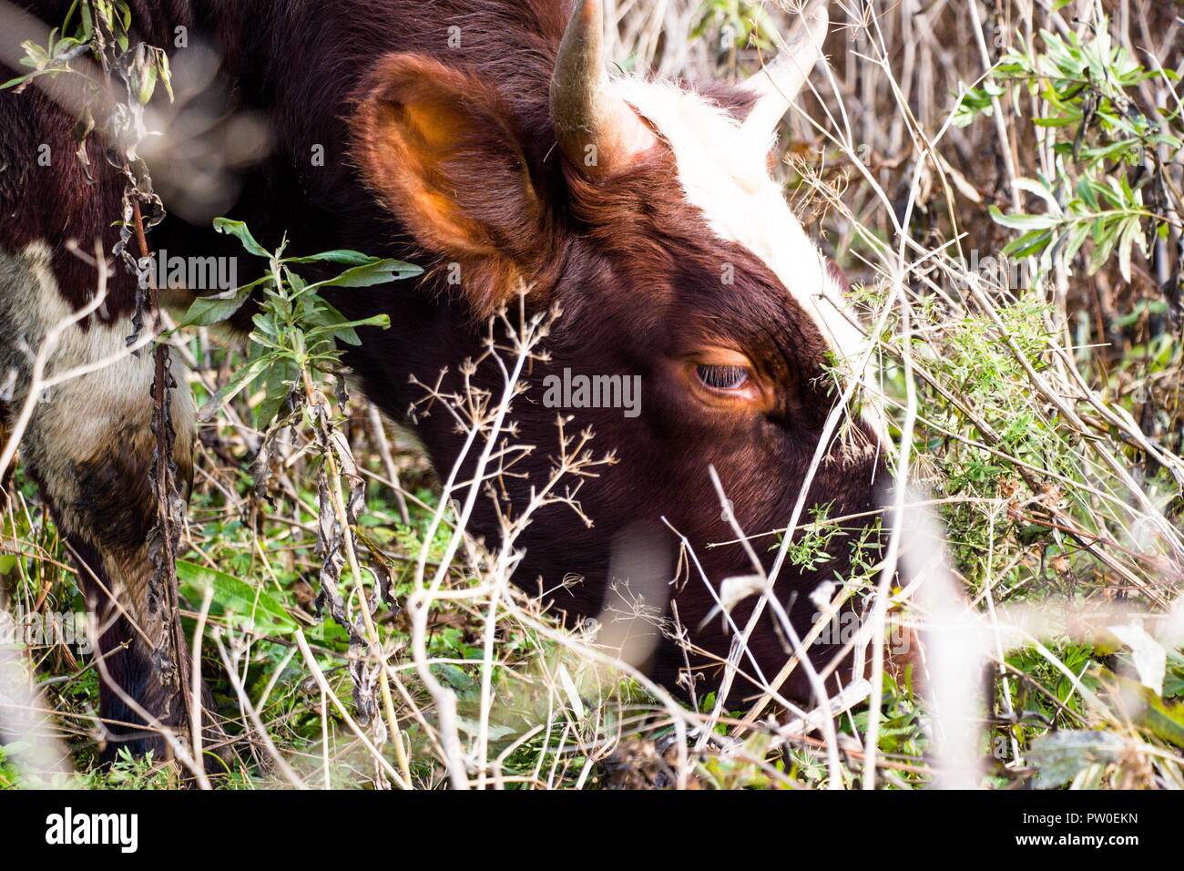 A young and beautiful cow eats grass on pasture. Cows live on a farm. They are bred for the extraction of tasty and healthy milk. Stock Photo