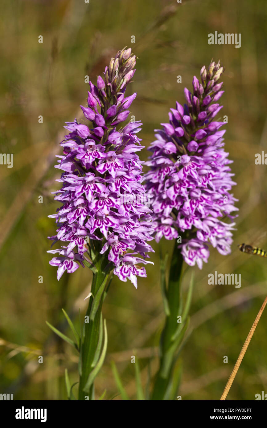 The Early Marsh orchid is a common meadow and grassland flower in undisturbed pasture in the early summer in the UK north Stock Photo