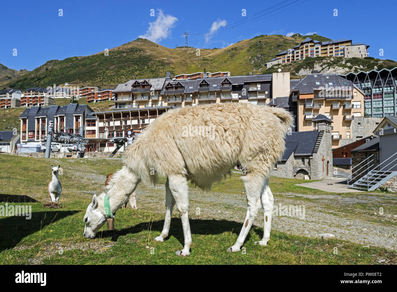 llamas-col-du-tourmalet-hautes-hi-res-stock-photography-and-images-alamy