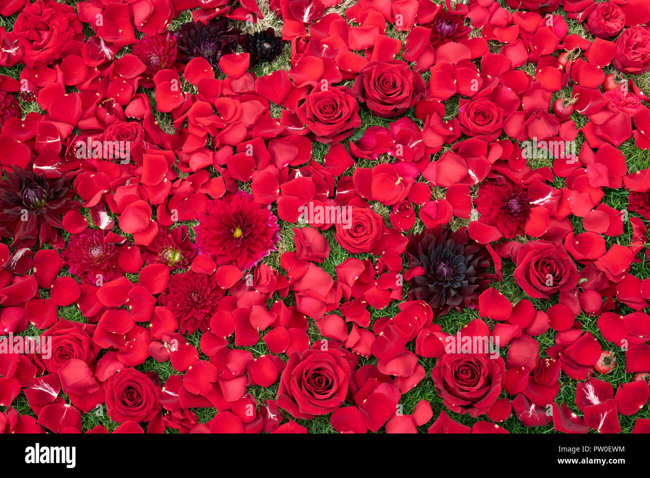 Red rose petals with dahlias on grass at a flower show. UK Stock Photo