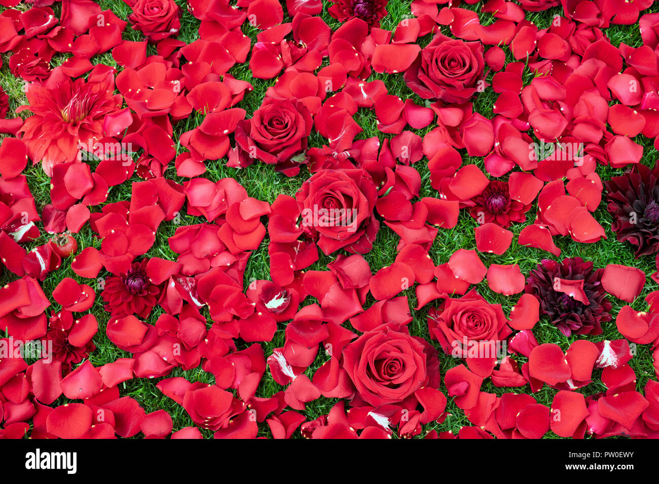 Scattered Red Roses Petals On White Stock Photo 135954065