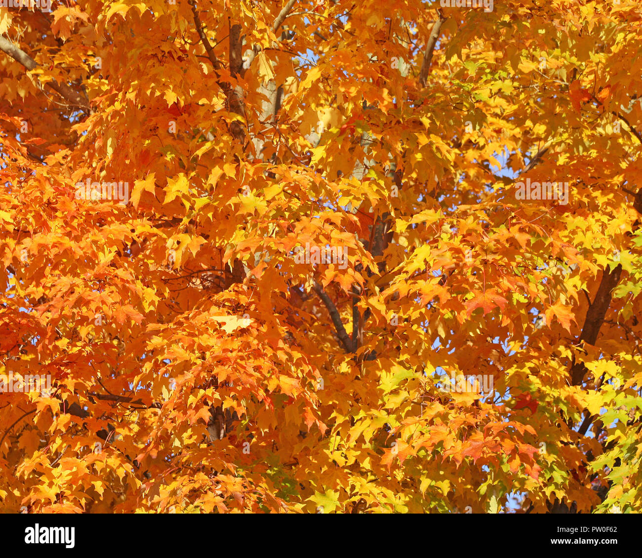 Beautiful gold and orange leaves of the Maple tree in Autumn Stock ...