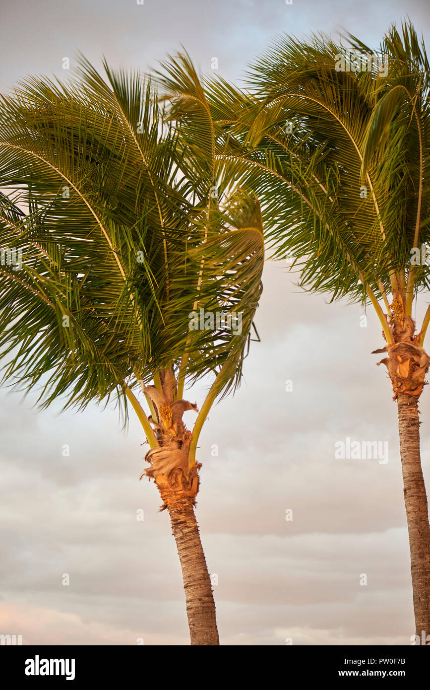 Palm trees bending wind hires stock photography and images Alamy