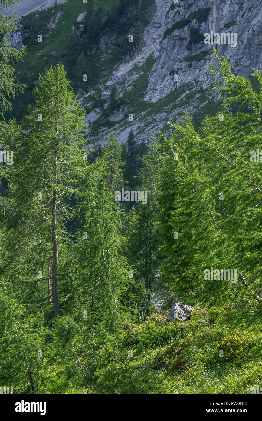 Triglav national park, Slovenia Stock Photo - Alamy