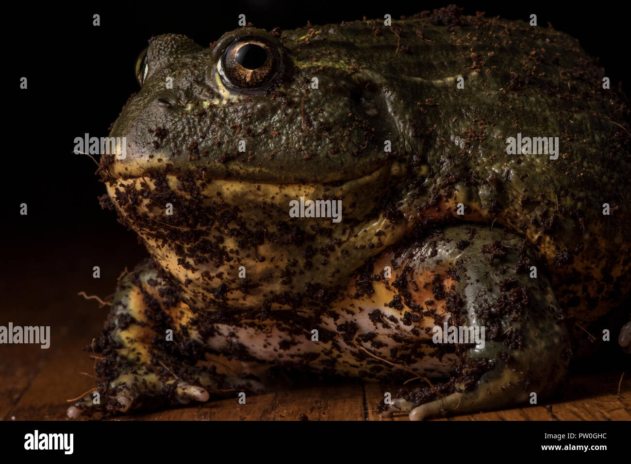 A close up portrait of a captive large male African bull frog (Pyxicephalus adspersus) that is my (the photographers) pet. Stock Photo