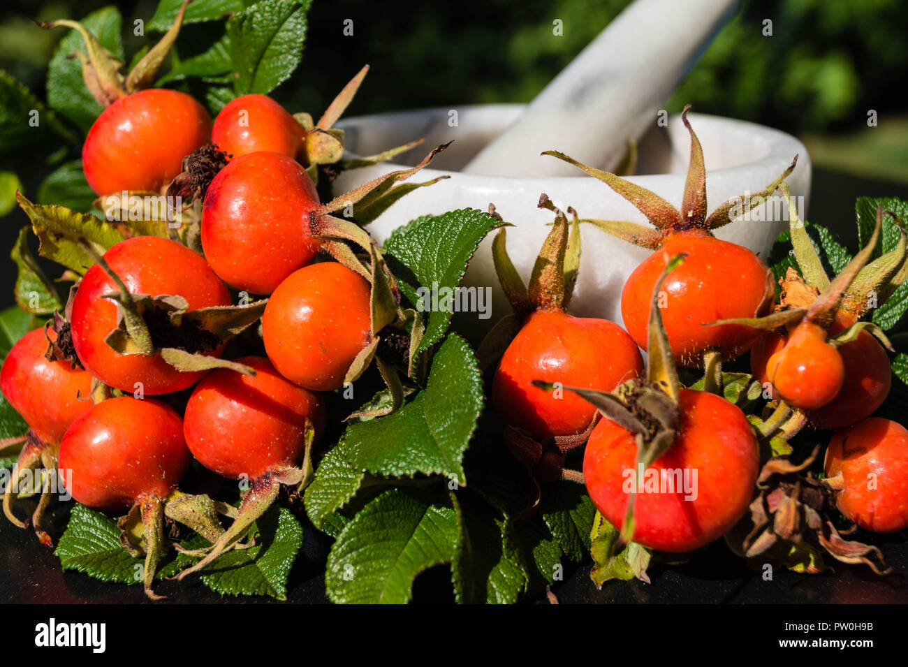 rose hip or dogrose Stock Photo Alamy