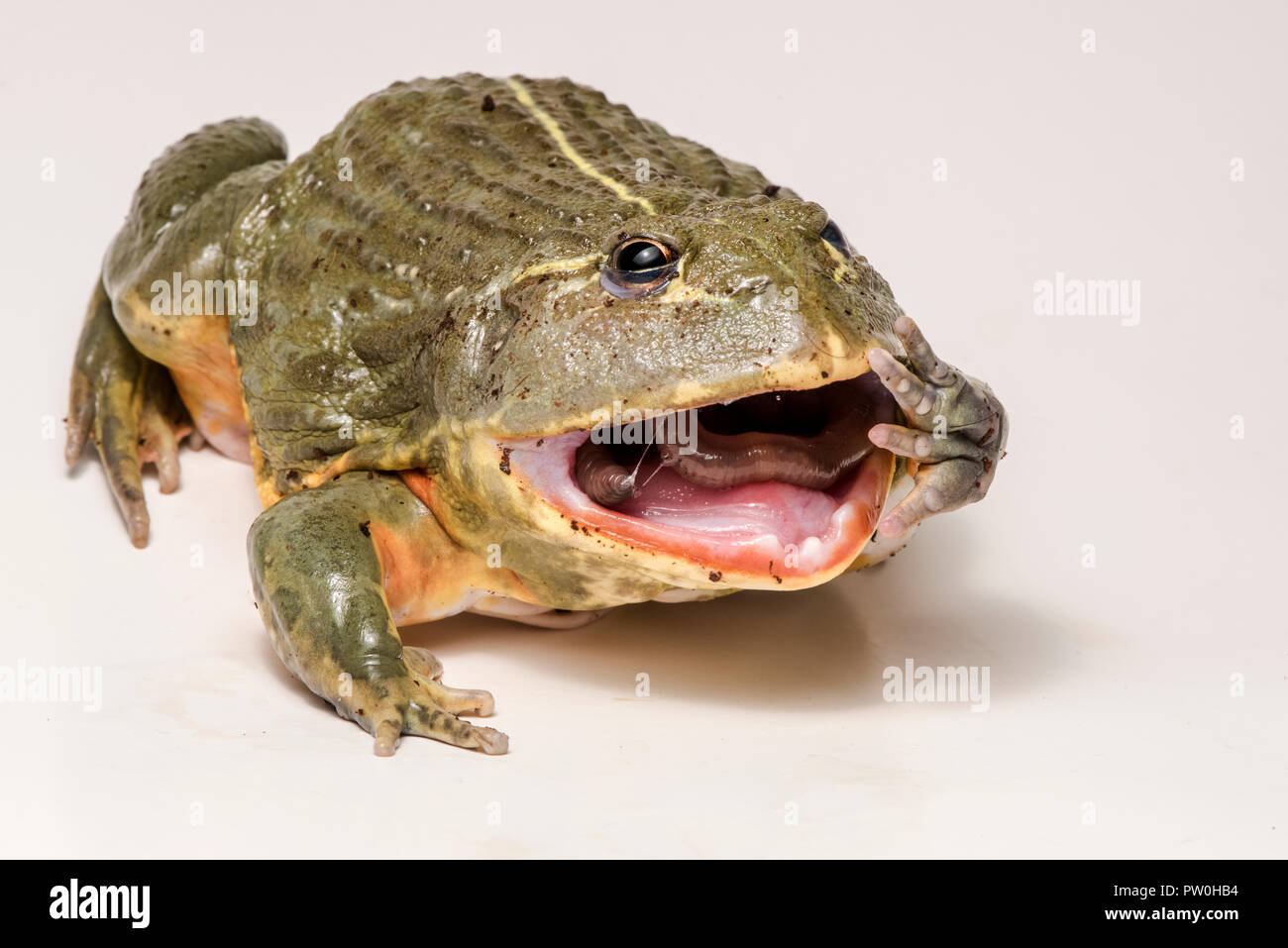 Feeding Time For This Large Male African Bullfrog Pyxicephalus Adspersus Here It Eats A Tasty Worm Isolated On White Stock Photo Alamy,Tequila Brands Cheap