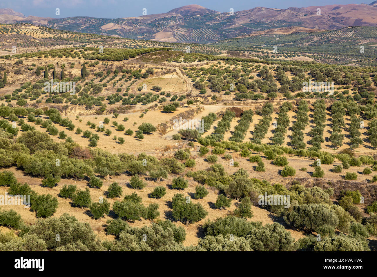 Olive plantations in the high mountains of the island of