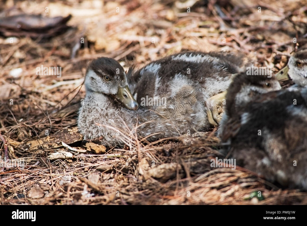 Egyptian goose chicks on nest hires stock photography and images Alamy