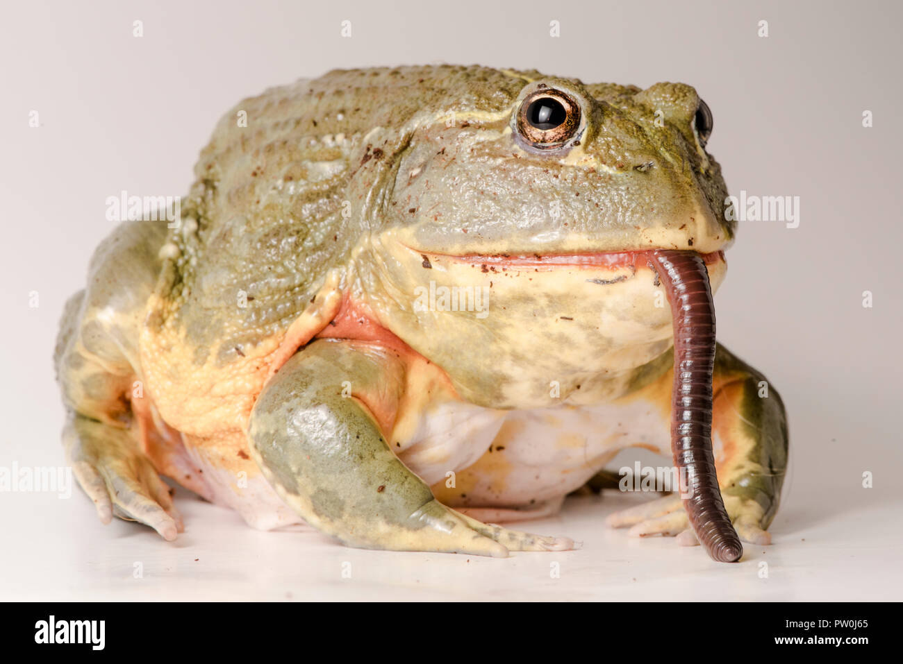 Huge bullfrog hi-res stock photography and images - Alamy
