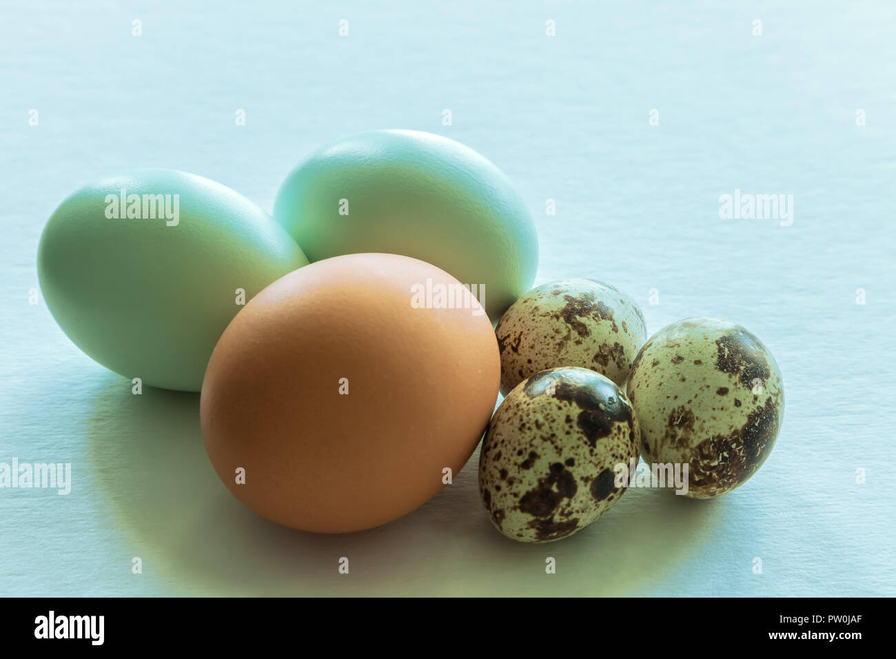 game bird eggs Stock Photo - Alamy
