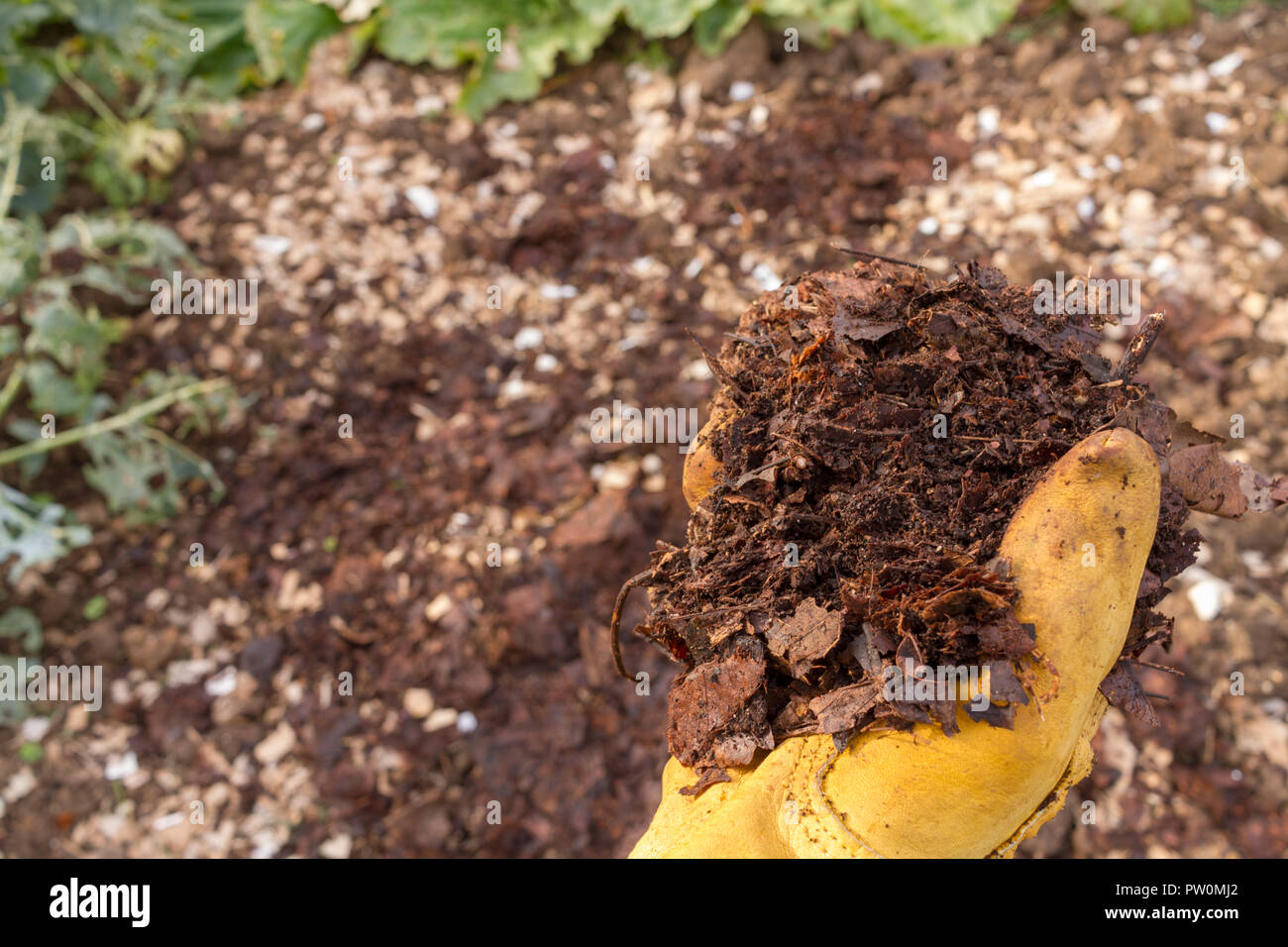 close-up of hand in a yellow gardening glove holding leaf mould with an out of focus background of garden plot. Include space for copy Stock Photo
