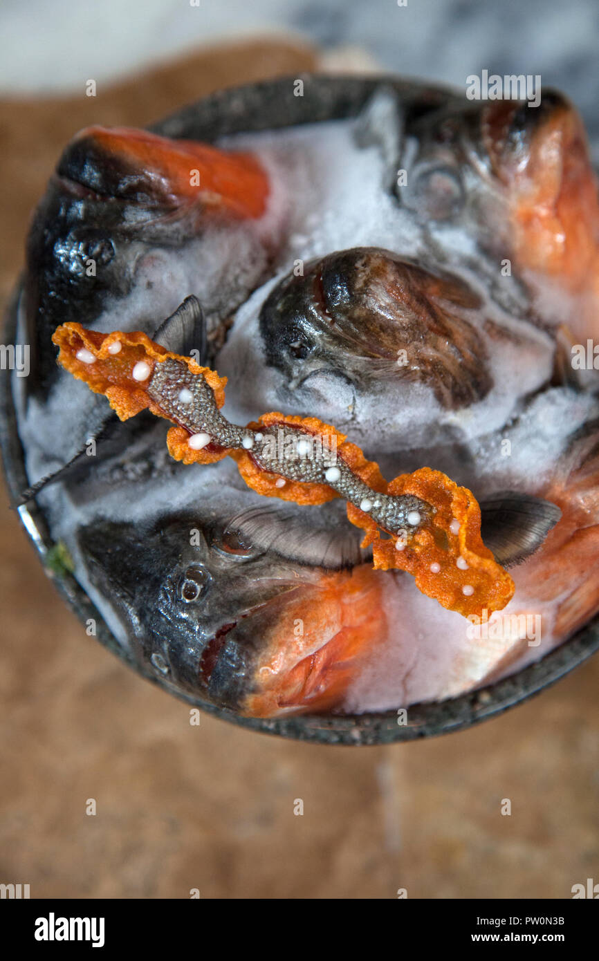 The Waters of Nanay, a dish made of Amazonian fish piranha, at Virgilio Martinez's restaurant Central in Lima, Peru. Stock Photo