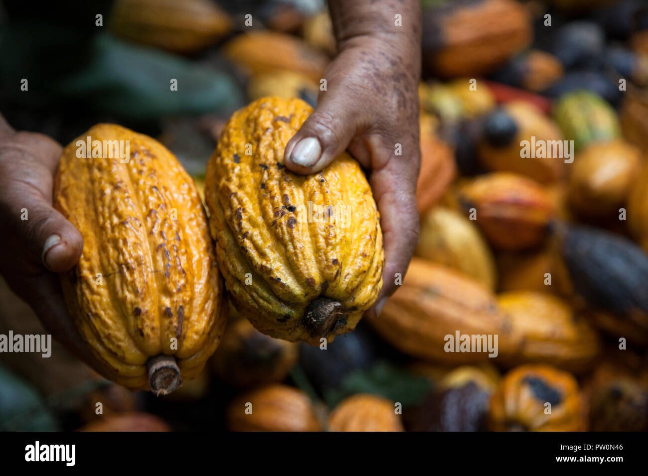 Harvesting cacao chuncho, a regional variety of cacao in the jungle clad highlands of Quillabamba outside of Cusco, Peru. Stock Photo