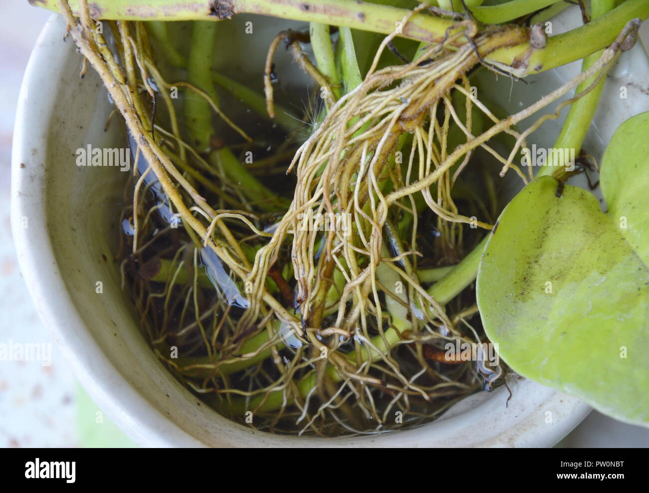 root of betel leaf in flower pot Stock Photo