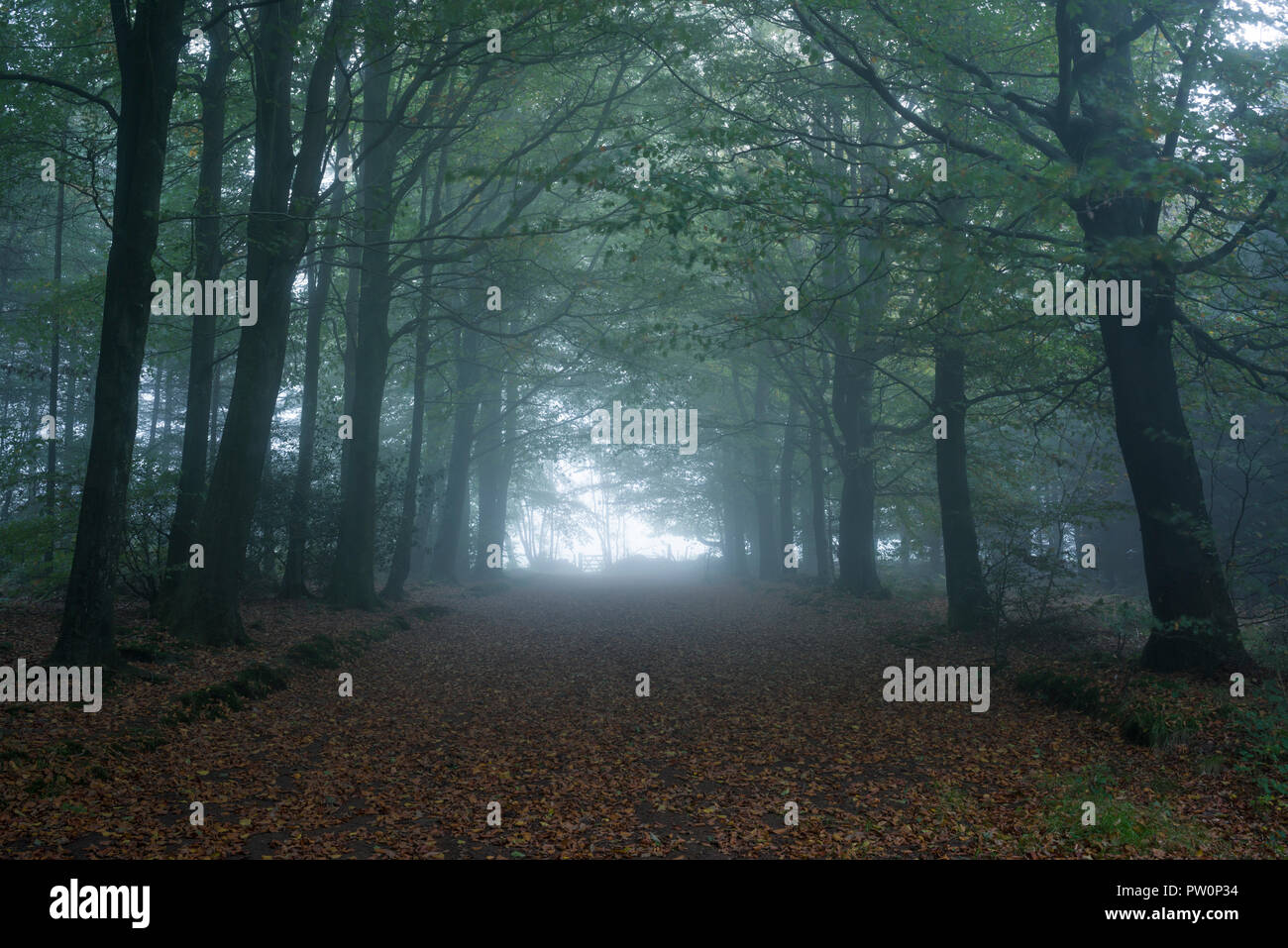 Morning mist in a deciduous woodland. Stockhill Wood, Mendip Hills, Somerset, England. Stock Photo