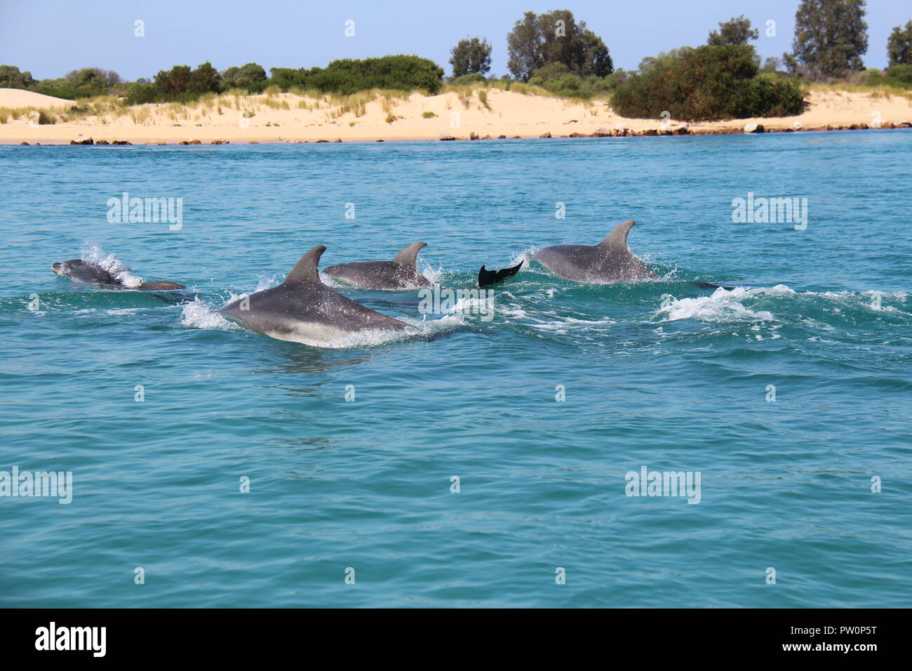 Graceful dolphins jumping next to boat. Stock Photo